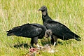 Black Vulture Black Vulture