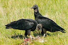 Black Vulture