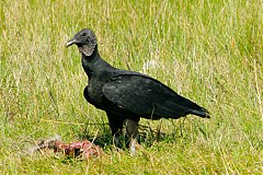 Black Vulture