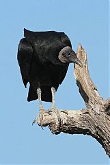 Black Vulture