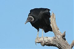 Black Vulture