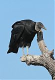 Black Vulture