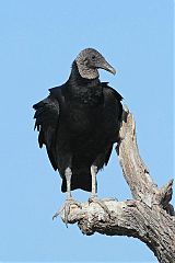 Black Vulture