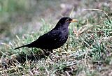 Eurasian Blackbird