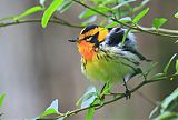 Blackburnian Warbler