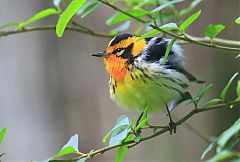 Blackburnian Warbler