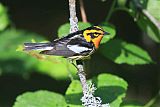 Blackburnian Warbler