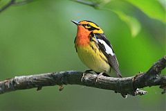 Blackburnian Warbler