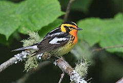 Blackburnian Warbler