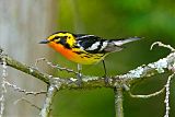 Blackburnian Warbler