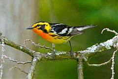 Blackburnian Warbler