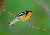 Blackburnian Warbler