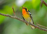 Blackburnian Warbler