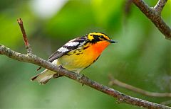 Blackburnian Warbler