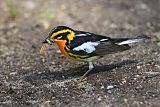 Blackburnian Warbler