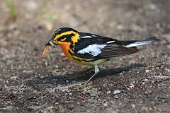 Blackburnian Warbler