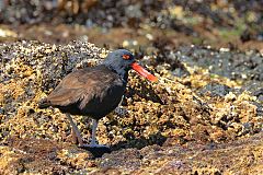 Blackish Oystercatcher