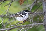 Blackpoll Warbler