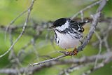 Blackpoll Warbler