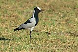 Blacksmith Lapwing