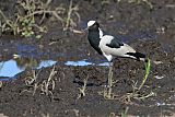 Blacksmith Lapwing