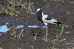 Blacksmith Lapwing