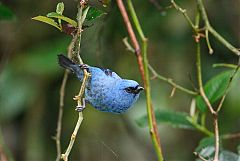 Blue-and-black Tanager