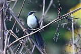 Blue-and-white Mockingbirdborder=