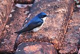 Blue-and-white Swallow