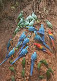 Blue-and-yellow Macaw