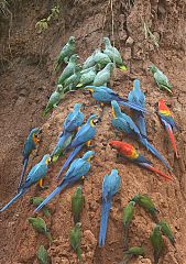 Blue-and-yellow Macaw