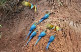 Blue-and-yellow Macaw