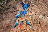 Blue-and-yellow Macaw