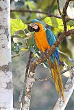 Blue-and-yellow Macawborder=