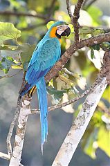 Blue-and-yellow Macaw