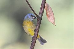 Blue-and-yellow Tanager