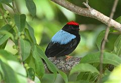 Blue-backed Manakin