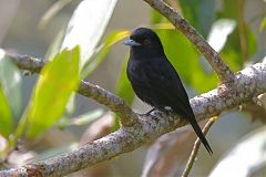 Blue-billed Black-Tyrant