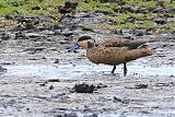 Hottentot Teal