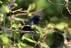 Blue-black Grassquit