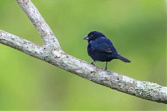 Blue-black Grassquit