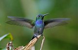 Blue-chested Hummingbird