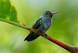 Blue-chested Hummingbird