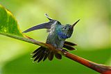 Blue-chested Hummingbird