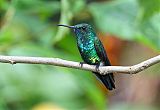 Blue-chinned Sapphire