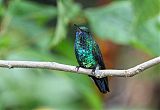 Blue-chinned Sapphire