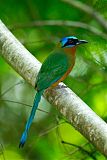 Trinidad Motmot