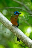 Trinidad Motmot