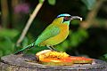 Lesson's Motmot Lesson's Motmot