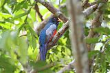 Blue-crowned Trogonborder=